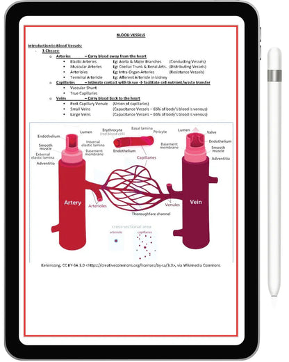 All 21 Medical Notes Bundle